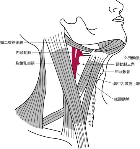 首 脈